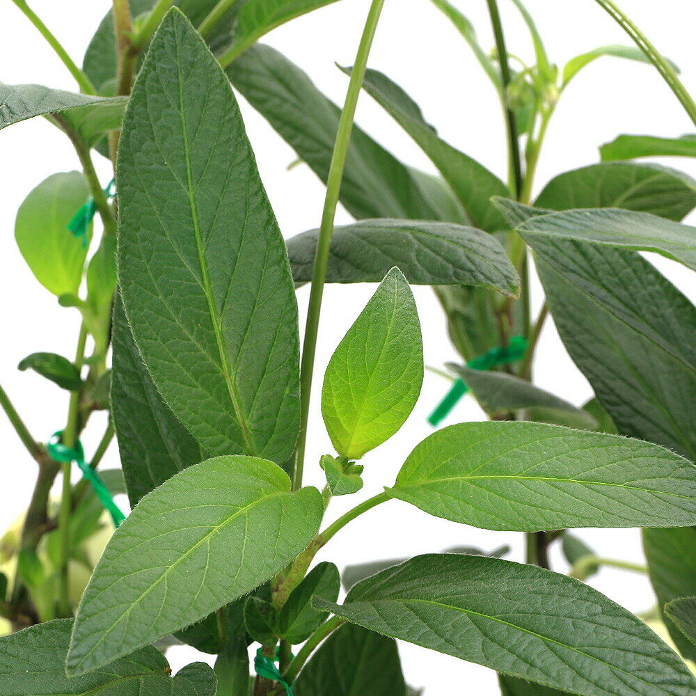 （観葉植物）野菜苗　ペピーノ　6号（1鉢）　家庭菜園　果物　フルーツ