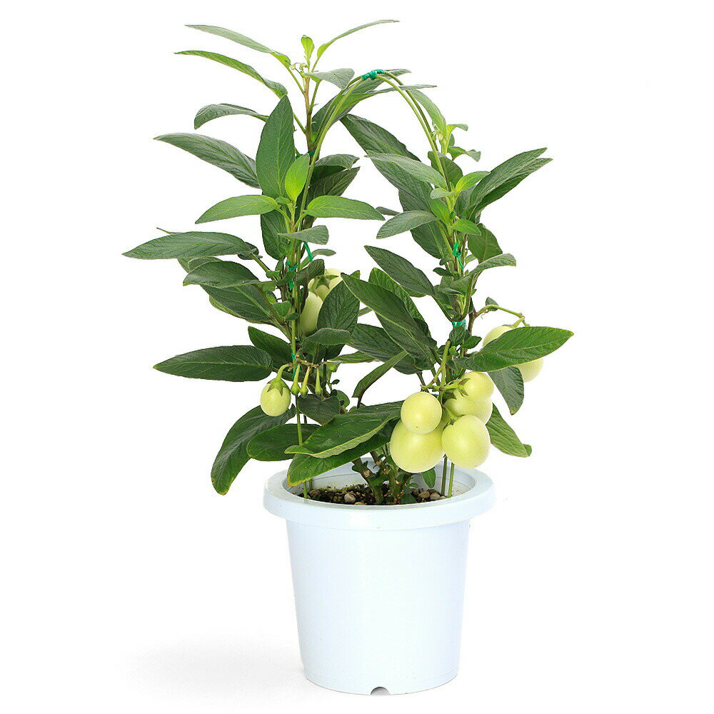 （観葉植物）野菜苗　ペピーノ　6号（1鉢）　家庭菜園　果物　フルーツ