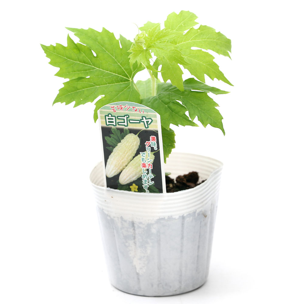 （観葉植物）野菜苗　ゴーヤ　白ゴーヤ　3〜3．5号（1ポット）　家庭菜園　緑のカーテン