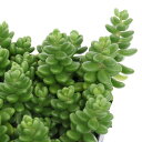 (多肉植物)セダム タイトゴメ 3号(1ポット)