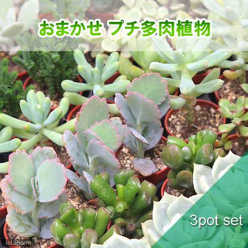 （多肉植物）おまかせプチ多肉 3cm硬質ポット植え（3ポット）（説明書付き）