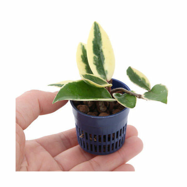 （観葉植物）おまかせハイドロ苗 4．5φ Sサイズ（1ポット） ハイドロカルチャー