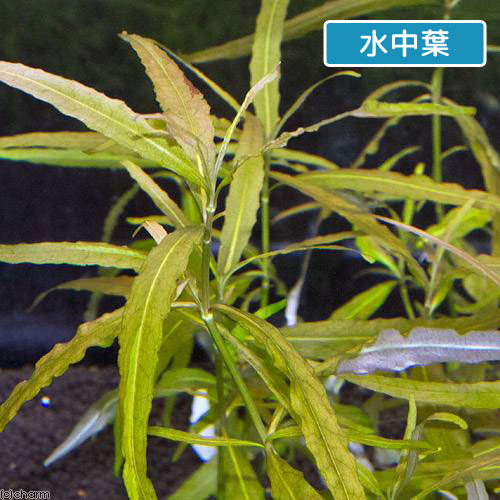 （水草）ハイグロフィラsp．ゴールドブラウン（水上葉）（無農薬）（10本）