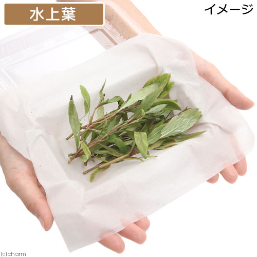 （水草）ハイグロフィラsp．ゴールドブラウン（水上葉）（無農薬）（10本）