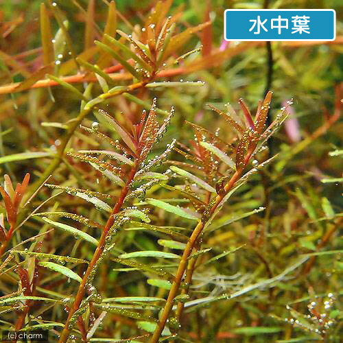 （水草）ロタラsp．レインボー（水上葉）（無農薬）（20本）
