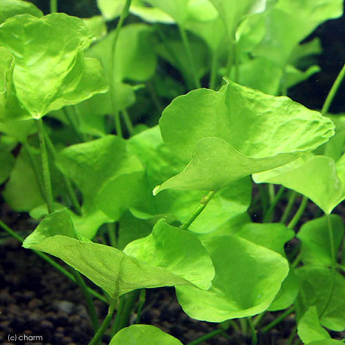 （水草）ニムフォイデスsp．タイワン　トロピカ（水中葉）（無農薬）（1株）　北海道・九州航空便要保温