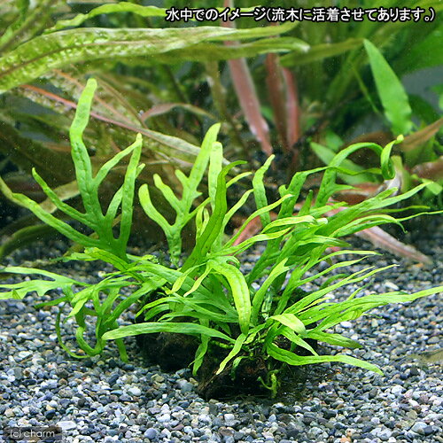 �ʿ���˥ߥ������ꥦ��sp���Хꡡ���⡼�뽽���ʿ����աˡ�1��ʬ��