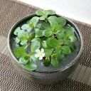 (水草)私の小さなアクアリウム 〜シャリッと益子 DE フローティングプラントセット(足付深丼 炭化)〜(水上葉) 本州四国限定