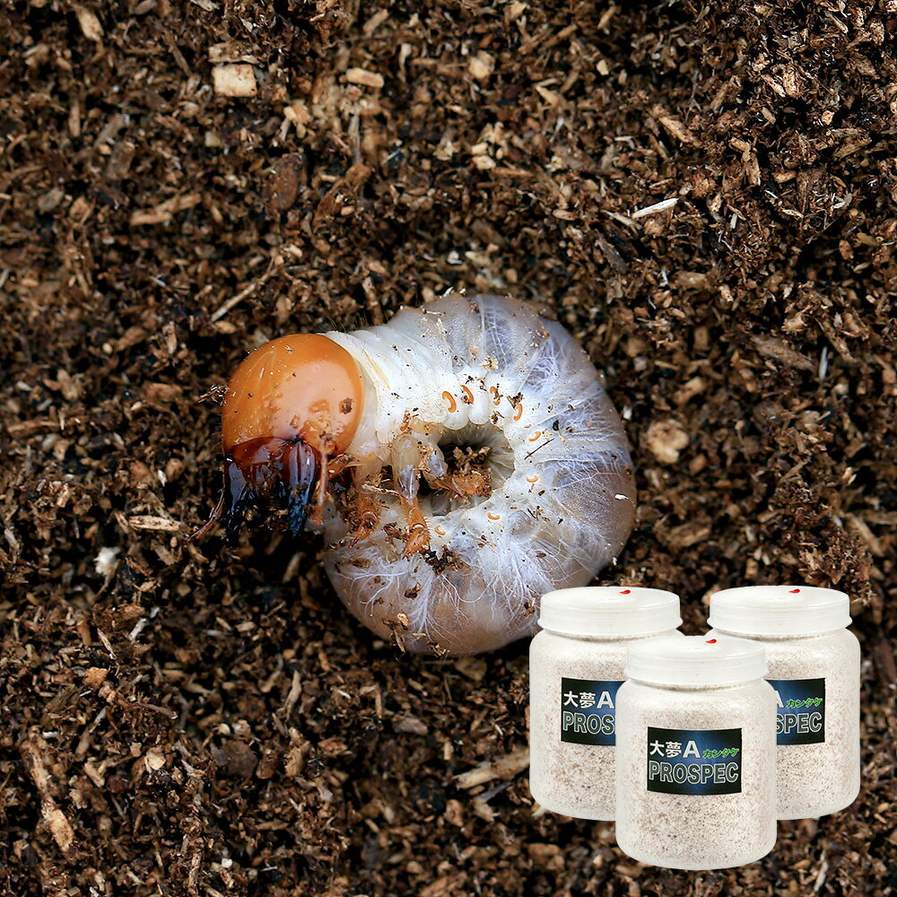（昆虫）国産オオクワガタ幼虫（3匹）　＋　菌糸瓶　大夢A　プロスペック　800cc　3本　説明書付　本州..