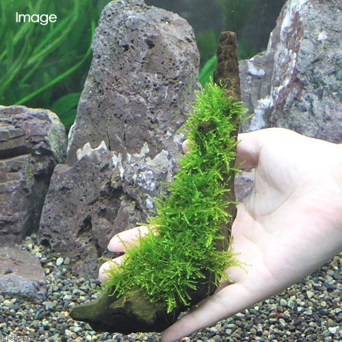 （水草）★育成済★　ウィローモス　流木　Mサイズ（約20cm）（水中葉）（無農薬）（...