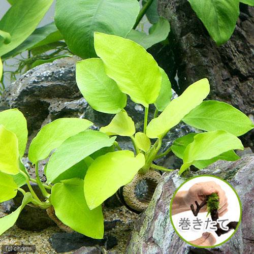 （水草）ライフマルチ（茶）アヌビアスナナ　ゴールデン（水上葉）（1個）