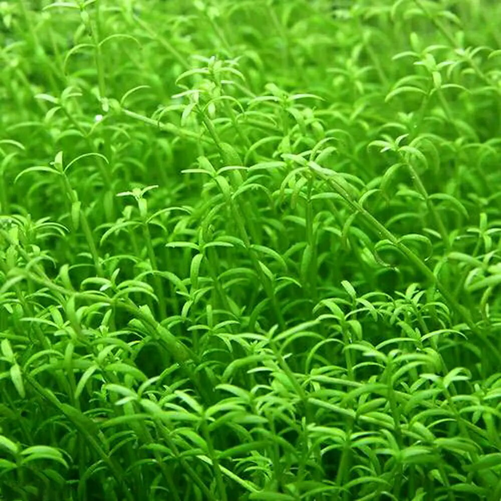 �ʿ���˥���ǥ����󡡥��饹����ʿ����աˡ�̵�����ˡ�20�ܡ�