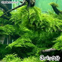(水草)極 南米ウィローモス(水中葉)(無農薬)(3パック)
