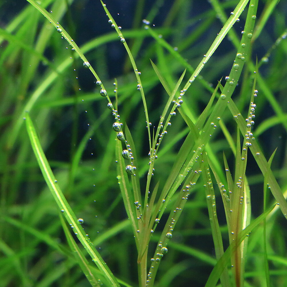 �ʿ���˥�ʥ����̵�����ˡ�10�ܡ�