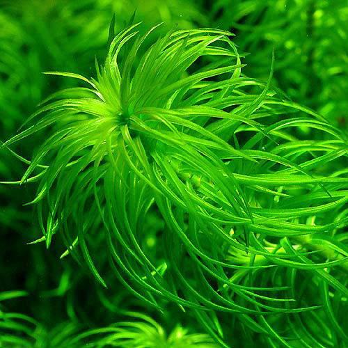 （水草）ラガロシフォンマヨール（水中葉）（無農薬）（10本）