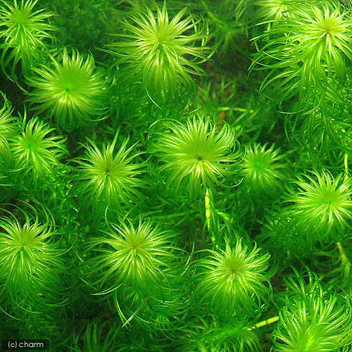 （水草）ラガロシフォンマヨール（水中葉）（無農薬）（10本）