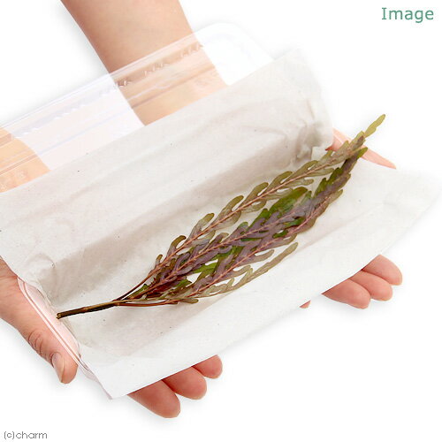 �ʿ���˥ϥ������ե��顡�ԥ�ʥƥ��ե����ʿ����աˡ�̵�����ˡ�1�ܡ�