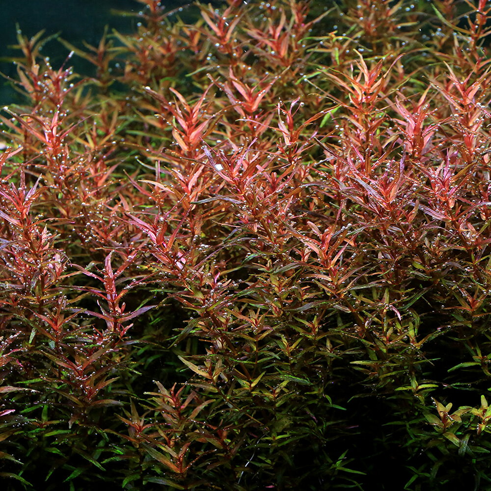 �ʿ���˥����顡�ޥ����ɥ顡�ʥ����꡼�աʿ����աˡ�̵�����ˡ�6�ܡ�