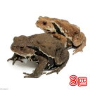 (両生類)アズマヒキガエル WC個体 Lサイズ(3匹) 北海道発送禁止