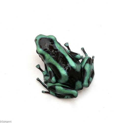 ��ξ����˥ޥ����ɥ������롡���륳���ס�el��cope�ɡ�1ɤ�ˡ��̳�ƻ���彣�Ҷ������ݲ�