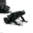(両生類)マダラヤドクガエル ブラック“black”(1匹) 北海道・九州航空便要保温