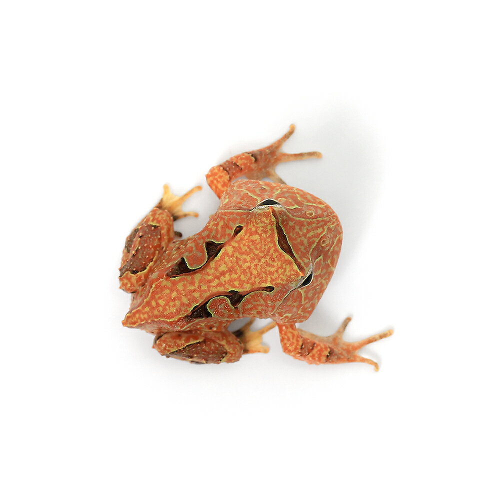 ��ξ����˥��ޥ���ĥΥ����롡�֥饦���1ɤ�ˡ��̳�ƻ���彣�Ҷ������ݲ�