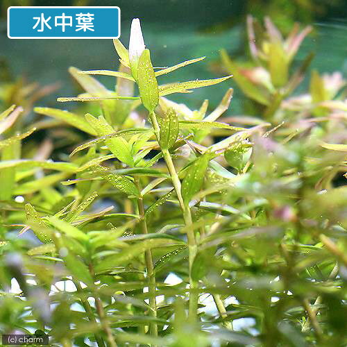 （水草）ロタラ　ロトンディフォリア　福建省（水上葉）（無農薬）（10本）