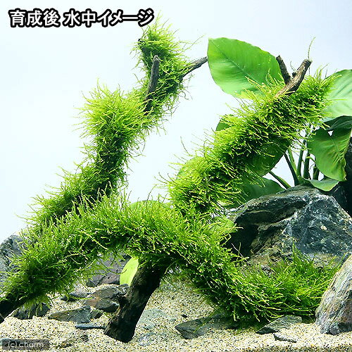（水草）巻きたて　ウィローモス　スティック流木　Lサイズ（約25cm）（水中葉）（...