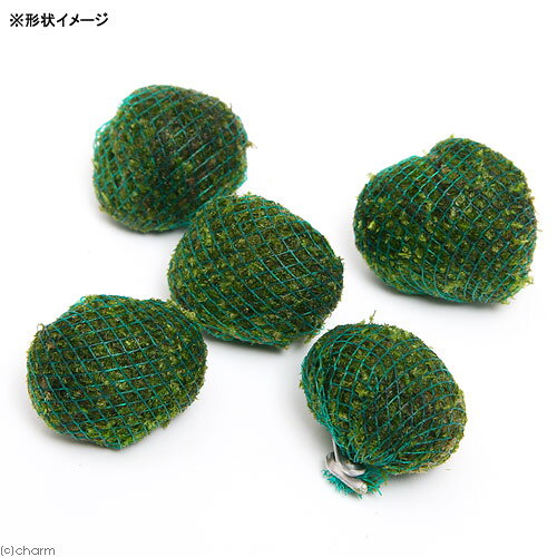 （水草）巻きたて　ジャイアント南米ウィローモス　ボール（水中葉）（無農薬）（1...