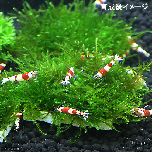 （水草）巻きたて　ジャイアント南米ウィローモス　タイル（水中葉）（無農薬）（1...