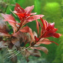 (水草)ルドウィジア レペンス ルビン(水中葉)(無農薬)(6本)