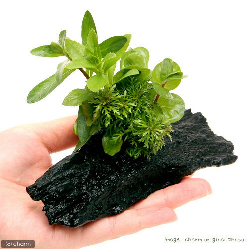 �ʿ����ή�ڡ������ܥ󥵥���S�������ʿ���աˡ�̵�����ˡ�3�ܡˡ���15cm��