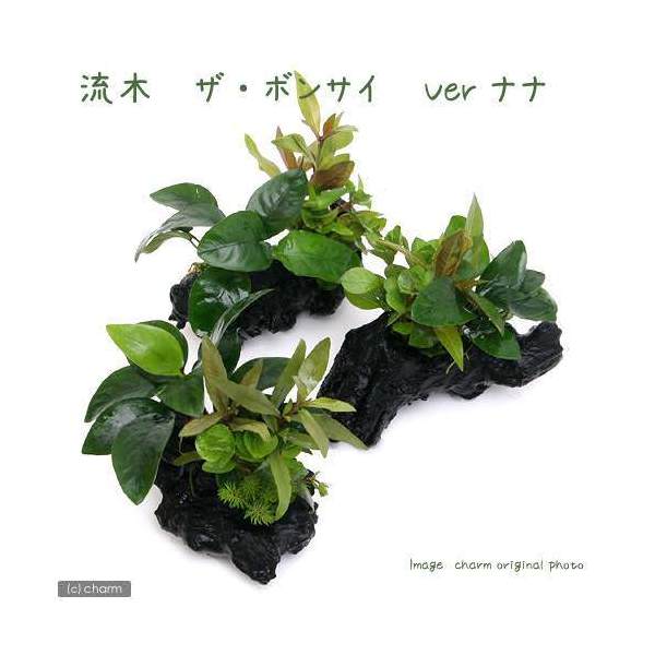 ※流木は天然のものを使用しています、表面に樹皮や木くずなどが付着している場合がございますのでご使用時はご注意下さい。※アヌビアスは水上で栽培された株となります、水中の環境に適応できない場合、新芽や根茎の一部が溶ける場合がございますので、その部分を流水で洗っていただくかハサミでカットすることをお勧め致します。20cm以上の小型水槽にお勧めです。そのまま水槽のお好みの場所にそっと置くだけの簡単設置！状態のよい水上葉の寄せ植えに、アヌビアス　ナナをビニタイで巻いた物です。人気の置くだけ簡単流木！！（水草）流木　ザ　ボンサイ　Ver．アヌビアスナナ（3本）販売単位本発送サイズ流木　約15cm残留農薬状態残留農薬処理済学名（※）Anubias　barteri　var．nana（※）…改良品種や学名が不明の種は流通名での記載の場合があります。分類サトイモ科（Araceae）アヌビアス属（Anubias）分布アフリカどんな種類？育成難易度　→　★☆☆☆☆・商品の特徴20cm以上の小型水槽にお勧めです。そのまま水槽のお好みの場所にそっと置くだけの簡単設置！状態のよい水上葉の寄せ植えに、アヌビアスナナをビニタイで巻いた物です。・アヌビアス　ナナハイグロフィラ、アマゾンソードと並んで水草の入門種に挙げられる代表的な種類で、丸い葉が魅力的です。石や流木に着生（張り付く）する性質がある点、水質に幅広く対応し、低光量にも強く、CO2の添加も必要ないことから幅広い用途に使用できる種類です。アヌビアス・ナナをメインとした水槽は非常に落ち着いた印象を与えます。着生すると言う性質を利用すれば立体的なレイアウトを作成したり、底床が薄くなりがちで、対応器具も少なめで本格的に水草を楽しむにはパワー不足となりやすい小型水槽においても本格的なレイアウトを楽しめる1種です。肥料は必要無く、逆にどちらも抑え気味の方が綺麗に育てることができます。CO2の添加が無くても問題なく育ちますが、添加をした方が成長が早いです。コケが付きやすいのですが、葉はしっかりしており食害を受けることがあまり無いので、ヤマトヌマエビやオトシンネグロ等のコケ取り能力の高い生体を多めに入れましょう。着生させる際は既に伸びている根は出来るだけ短くカットしてしまいます（伸びた根には物に張り付く力がありません）。有茎草の様に光に向かって成長する事が無い為、観賞に適した位置になるように調整して構いません。くくり付ける場合は、ウッドタイト等の使用がお勧めです。糸状のものは着生する前に腐ってしまったり、株を傷めたりすることがあるのであまりお勧めできません。環境や維持についてはうるさい所は無いのですが、急な温度変化（特に低水温）や、地下茎のような部分を傷つけたり、通水性が悪くゴミや排泄物が大量に溜まった場合、底床に埋め込んでしまった場合は調子を落とす場合があります。また真新しいソイルを使用した水槽や、RO水で維持している水槽など、極端に硬度の低い水槽でもやはり調子を落とすことがあります。育成要件＆データ光量　　　　　→　60cm20W3灯以上（2400〜3000lm）CO2　　　　 →　無くても可　1滴／3秒（60cm標準水槽相当）pH　　　　　　→　6〜7．5GH　　　　 　 →　0〜6kH　　　　　　→　0〜6温度　　　　　→　20〜28度底砂　　　　　→　ソイル、砂、大磯推奨水槽　　→　30cm以上　植栽位置　　→　前□■■□□後草姿　　　　　→　サトイモ系、活着系最大草姿　　→　草丈10cm生長速度　　→　遅い増殖方法　　→　株分け※…育成環境は一例です。必ずしもこの環境下であれば育つことを確約するものではございません。注意※表記サイズは目安となります。入荷時期によって多少前後する場合がございます。本商品は巻きたてとなります。品種をお選び頂く事はできませんので、予めご了承下さい。PSBQ10　ピーエスビーキュート　淡水用　30mL5個セット　光合成細菌　バクテリア　熱帯魚（生餌）淡水用　微生物で水質向上セット　エサ用ゾウリムシミックス＋PSBQ10　本州四国限定（エビ）ヤマトヌマエビ（5匹）　北海道・九州航空便要保温（エビ）ミナミヌマエビ（10匹）（＋1割おまけ）　北海道・九州航空便要保温（熱帯魚）オトシンクルス（3匹）　北海道・九州航空便要保温Fe　Energy（エフイーエナジー）　アクア　濃縮タイプ　20mL　（水草の栄養液）形状お任せ　風山石　サイズミックス　5kg　国産品　45cm水槽向け　アクアリウム　レイアウト素材日本動物薬品　ニチドウ　水草が育つCO2リキッド　2本入　（緑） … 熱帯魚　水草　流木付　20101028　YS　wp_kywrd　ccampain1912800_wp　toppatumizukusa　thebonsairyuboku（水草）流木　ザ　ボンサイ　Ver．アヌビアスナナ　Sサイズ（水上葉）（1本）（約15cm）構成する商品内容は在庫状況により予告無く変更になる場合がございます。予めご了承下さい。■この商品をお買い上げのお客様は、下記商品もお買い上げです。※この商品には付属しません。■PSBQ10　ピーエスビーキュート　淡水用　30mL5個セット　光合成細菌　バクテリア　熱帯魚（生餌）淡水用　微生物で水質向上セット　エサ用ゾウリムシミックス＋PSBQ10　本州四国限定（エビ）ヤマトヌマエビ（5匹）　北海道・九州航空便要保温（エビ）ミナミヌマエビ（10匹）（＋1割おまけ）　北海道・九州航空便要保温（熱帯魚）オトシンクルス（3匹）　北海道・九州航空便要保温Fe　Energy（エフイーエナジー）　アクア　濃縮タイプ　20mL　（水草の栄養液）形状お任せ　風山石　サイズミックス　5kg　国産品　45cm水槽向け　アクアリウム　レイアウト素材日本動物薬品　ニチドウ　水草が育つCO2リキッド　2本入　（緑）