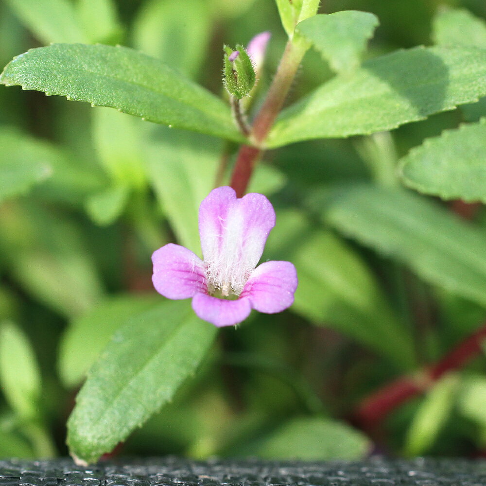 �ʿ���˥��Υե��顡�����ޥƥ����ʿ���աˡ�̵�����ˡ�10�ܡ�