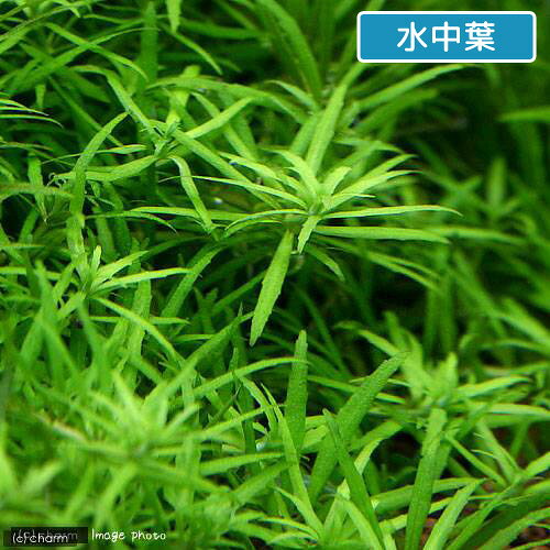 （水草）ベトナムゴマノハグサ（水上葉）（無農薬）（20本）