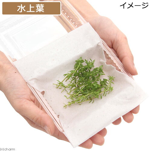 （水草）ベトナムゴマノハグサ（水上葉）（無農薬）（20本）