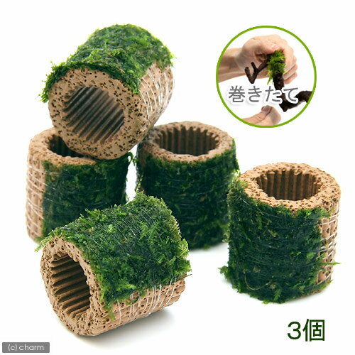 （水草）巻きたて　ライフマルチ（茶）ジャイアント南米ウィローモス（水中葉）（無農薬）（3個）