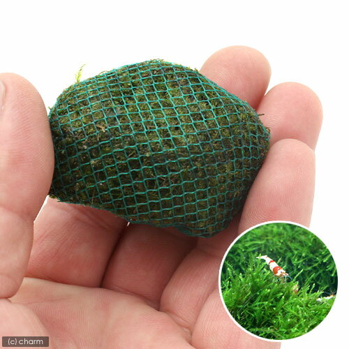 �ʿ���˴������ơ����ޤ����⥹���ϴ��Хܡ���ʿ����աˡ�̵�����ˡ�3�ġ�