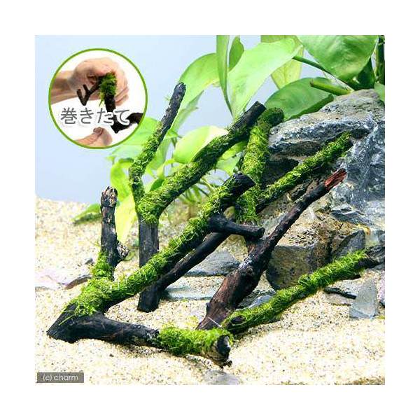 （水草）巻きたて　ジ