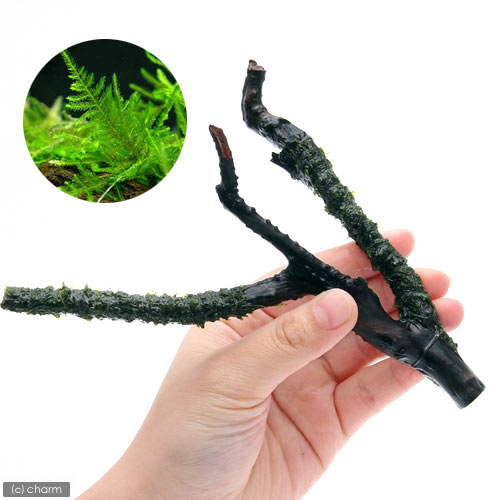 （水草）巻きたて　ジャイアント南米ウィローモス　枝状流木　Sサイズ（約10cm〜）...