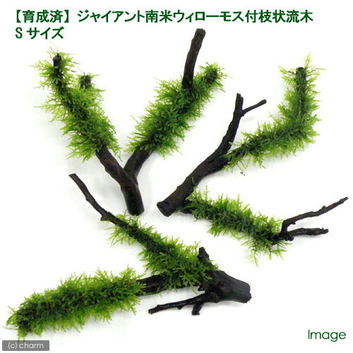 （水草）巻きたて　ジャイアント南米ウィローモス　枝状流木　Sサイズ（約10cm〜）...
