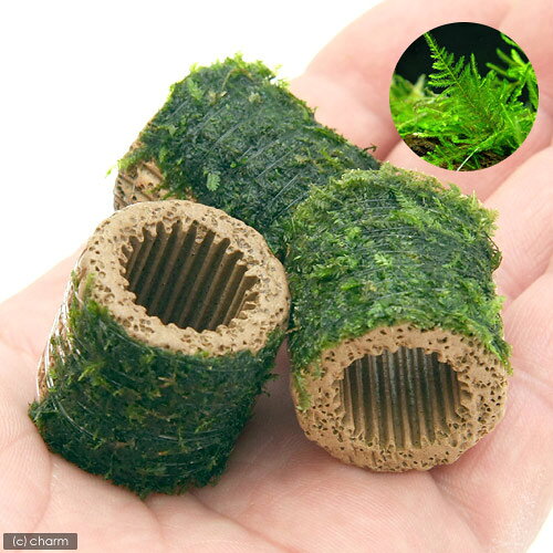 （水草）巻きたて　ライフマルチ（茶）ジャイアント南米ウィローモス（水中葉）（...