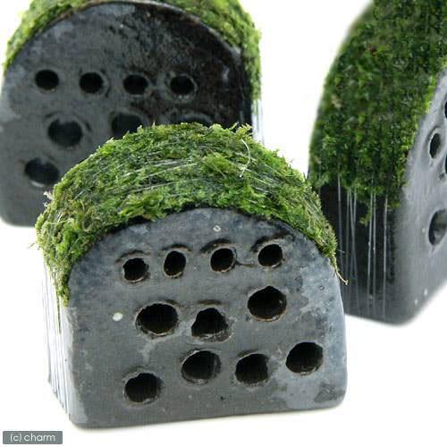 （水草）巻きたて　稚