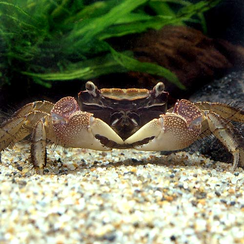 お送りする個体は甲幅2〜4cm程度です。ヒゲや脚が切れている場合がございますが、成長とともに再生してきます。個体サイズや模様、雌雄の指定についてはお受け致しかねますのでご了承下さい。クロベンケイガニ販売名クロベンケイガニ学名（※）Chiromantes　dehaani（※）…改良品種や学名が不明の種は流通名での記載の場合があります。別名—分布日本　—　本州、四国、九州、南西諸島西太平洋沿岸インド洋沿岸飼育要件最大甲幅　　　→　6cm温度　　　　　　→　0〜25度水質　　　　　　→　中性〜弱アルカリ性餌　　　　　　　 →　生餌、人工飼料※飼育環境は一例です。必ずしもこの環境下であれば飼育できることを確約するものではございません。種類詳細日本から東南アジアに生息するカニです。海岸や川辺、身近なところで見られ、ベンケイガニやアカテガニに近縁な陸棲のカニです。ベンケイガニの体色を灰褐色にしたような色彩を持ち、紫色のハサミと脚部に生える毛が特徴的です。陸棲が強いものの比較的水場に近いところで多く見られ、河川の下流域の土手などを主な生息地としています。自然下では夏の大潮のときに海中にゾエアを放出させることが知られ、冬は穴を掘って土中で冬眠します。飼育は容易で、水中で脱皮をするため、体が全て水に浸かる程度の水場を用意したテラリウムで飼育可能です。純淡水で飼育可能ですが、あまり深い水場や完全な水中生活は不向きです。エサは人工飼料で問題ありません。十分に隠れ家を用意し、過密になるとケンカをするので注意が必要です。遊泳している魚を捕食することはあまりありませんが、単独飼育が理想的でしょう。登るのが得意なので脱走に注意し、フタのあるケースでの飼育が適しています。飼育のポイント水質の悪化と高水温に注意が必要です。陸上部分と体が全て水に浸かる程度の水場を用意したテラリウムでの飼育が適しています。脱走が上手く、障害物や多少の壁であれば登ってしまうので十分な深さのある容器か、フタを用意する必要があります。人工飼料、アカムシなど雑食性で何でも良く食べます。大食漢で水を汚しやすいので残餌は早めに取り除いてください。混泳の注意点同種間ではケンカを行います。過密になるとケンカでハサミや足を失うことがあります。十分なスペースと隠れ家を用意する必要があります。動きの緩慢な魚は捕食されてしまうことがあります。また大型になる種には本種が捕食されてしまうことがあります。繁殖水槽内で交尾したびたびメスが抱卵することがあります。この卵の孵化には海水が必要で、孵化をさせても微小なゾエア期のエサの確保が難しく、水槽内での繁殖は困難です。その他—PSBQ10　ピーエスビーキュート　淡水用　30mL5個セット　光合成細菌　バクテリア　熱帯魚（生餌）淡水用　微生物で水質向上セット　エサ用ゾウリムシミックス＋PSBQ10　本州四国限定（水草）★育成済★　ウィローモス　ボール（水中葉）（無農薬）（1個）ジクラ　ウォーター　ベニッシモ（カメ・ザリガニ用）　250mlビバリア　マルチパネルヒーター　8W　爬虫類　両生類　パネルヒーター　保温（水草）巻きたて　益子焼プレコシェルター　大　ウィローモス付（水中葉）（無農薬）（1個）アンブレラリーフ　1袋（約5枚入り）　マジックリーフビバリア　マルチパネルヒーター　8W　爬虫類　両生類　パネルヒーター　保温 … PF_SPQ　_insect　熱帯魚・エビ他　クロベンケイガニ　黒弁慶蟹　1匹　Chiromantes　dehaani　rep_etc　20130711　aqulif201307　tg378qcqエビ　_fish　_aqua　freshwatercrab　syoka_kngn150517　zariganisa0703　kinkinsa0724　tMS0106　kaijyo　select01fish（エビ・カニ）クロベンケイガニ（2匹）■この商品をお買い上げのお客様は、下記商品もお買い上げです。※この商品には付属しません。■PSBQ10　ピーエスビーキュート　淡水用　30mL5個セット　光合成細菌　バクテリア　熱帯魚（生餌）淡水用　微生物で水質向上セット　エサ用ゾウリムシミックス＋PSBQ10　本州四国限定（水草）★育成済★　ウィローモス　ボール（水中葉）（無農薬）（1個）ジクラ　ウォーター　ベニッシモ（カメ・ザリガニ用）　250mlビバリア　マルチパネルヒーター　8W　爬虫類　両生類　パネルヒーター　保温（水草）巻きたて　益子焼プレコシェルター　大　ウィローモス付（水中葉）（無農薬）（1個）アンブレラリーフ　1袋（約5枚入り）　マジックリーフビバリア　マルチパネルヒーター　8W　爬虫類　両生類　パネルヒーター　保温