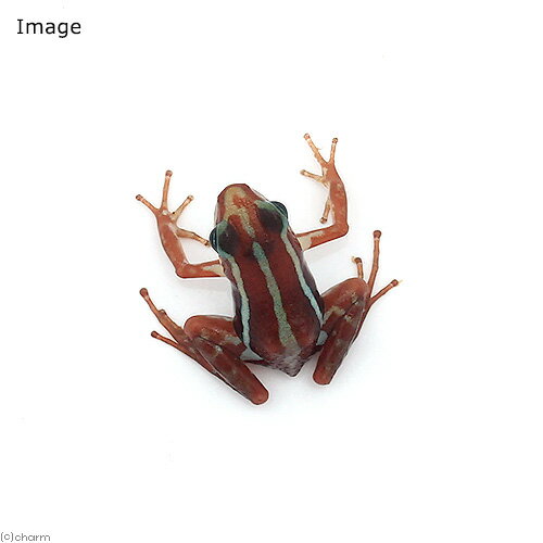 ��ξ����˥ߥ�����ɥ������롡���󥿡������٥��santa��isabella�ɡ�1ɤ�ˡ��̳�ƻ���彣�Ҷ������ݲ�