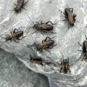 (生餌)フタホシコオロギ S 約15匹(1.5グラム) 爬虫類 両生類 餌 エサ 活餌