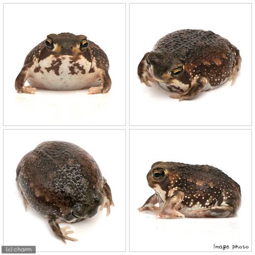 ��ξ����˥���ե��饬���롡��եꥫ����WC���Ρ�1ɤ�ˡ��̳�ƻ���彣�Ҷ������ݲ�