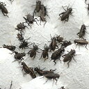 (生餌)クロコオロギ SM 約120匹 (15グラム) 爬虫類 両生類 大型魚 餌 エサ 活餌