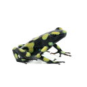(両生類)マダラヤドクガエル コロンビアンイエロー“colombian yellow”(1匹) 北海道・九州航空便要保温