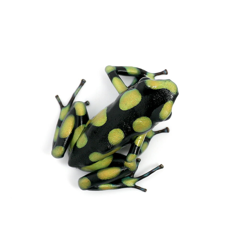 ��ξ����˥ޥ����ɥ������롡������ӥ��󥤥�������colombian��yellow�ɡ�1ɤ�ˡ��̳�ƻ���彣�Ҷ������ݲ�